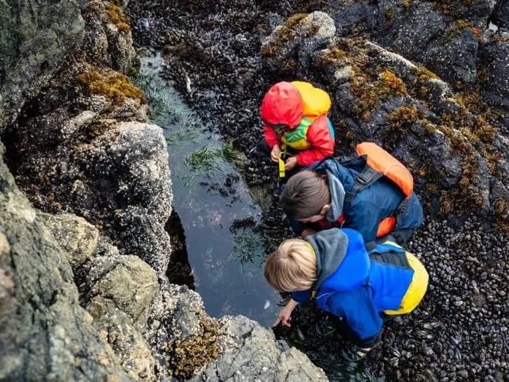 three children looking at rocks and water in a tidepool